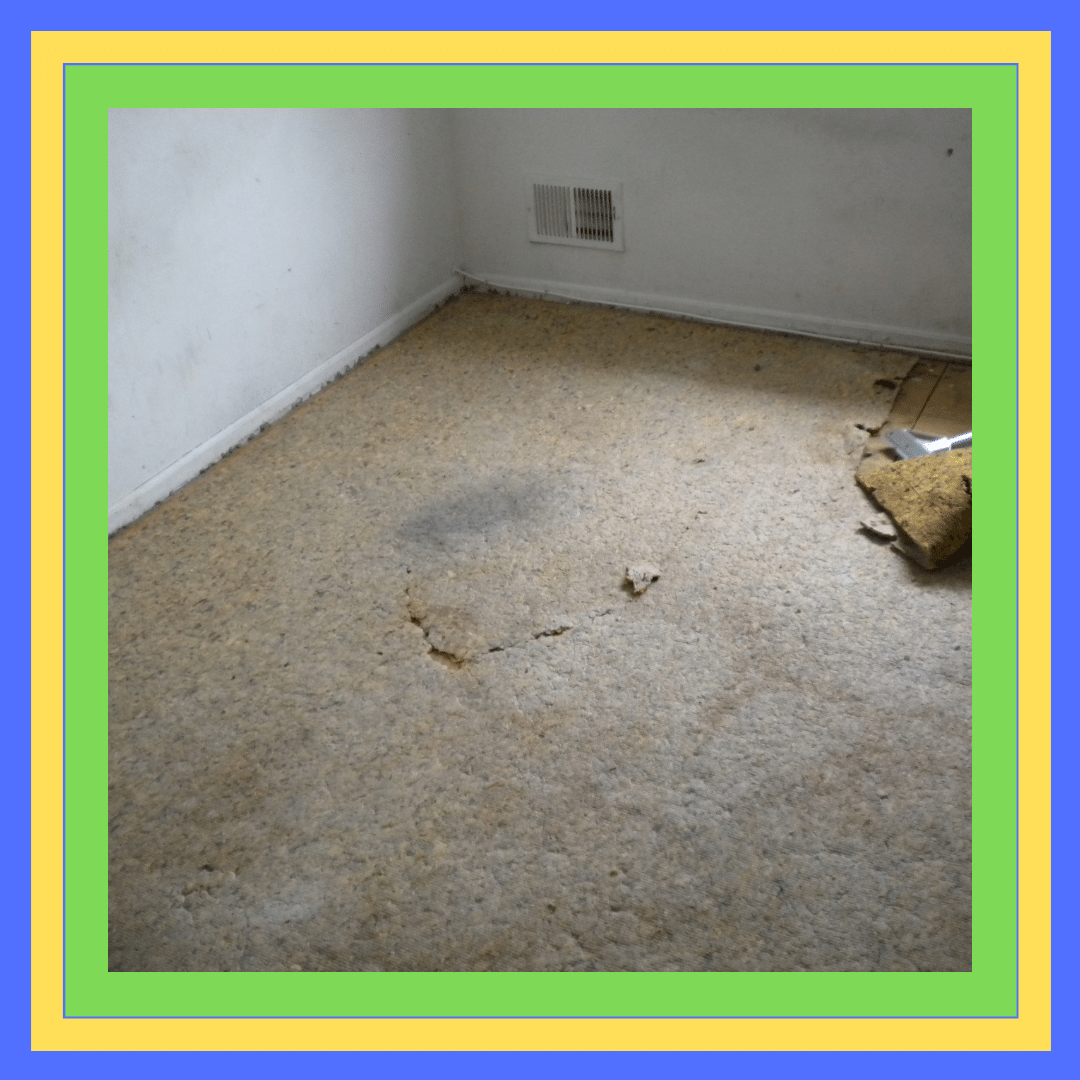 Carpet Mould And Odour Removal